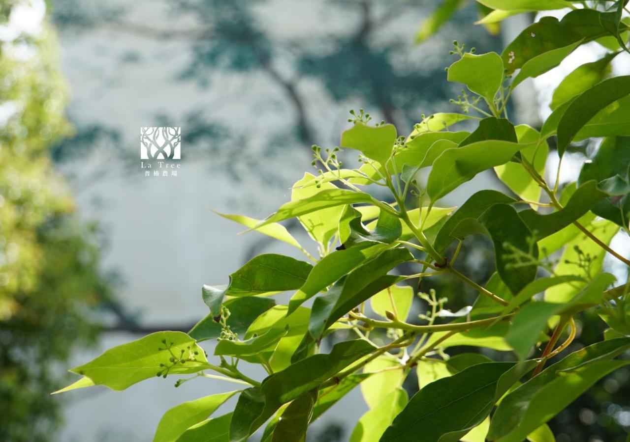Апартаменты La Tree 普椿農場木子莊園 Тонхэ Экстерьер фото
