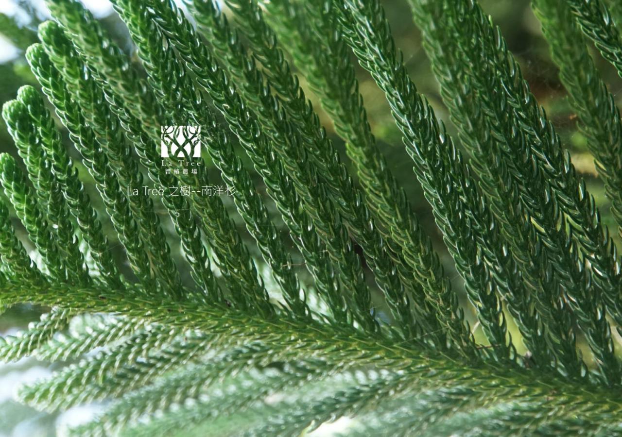 Апартаменты La Tree 普椿農場木子莊園 Тонхэ Экстерьер фото