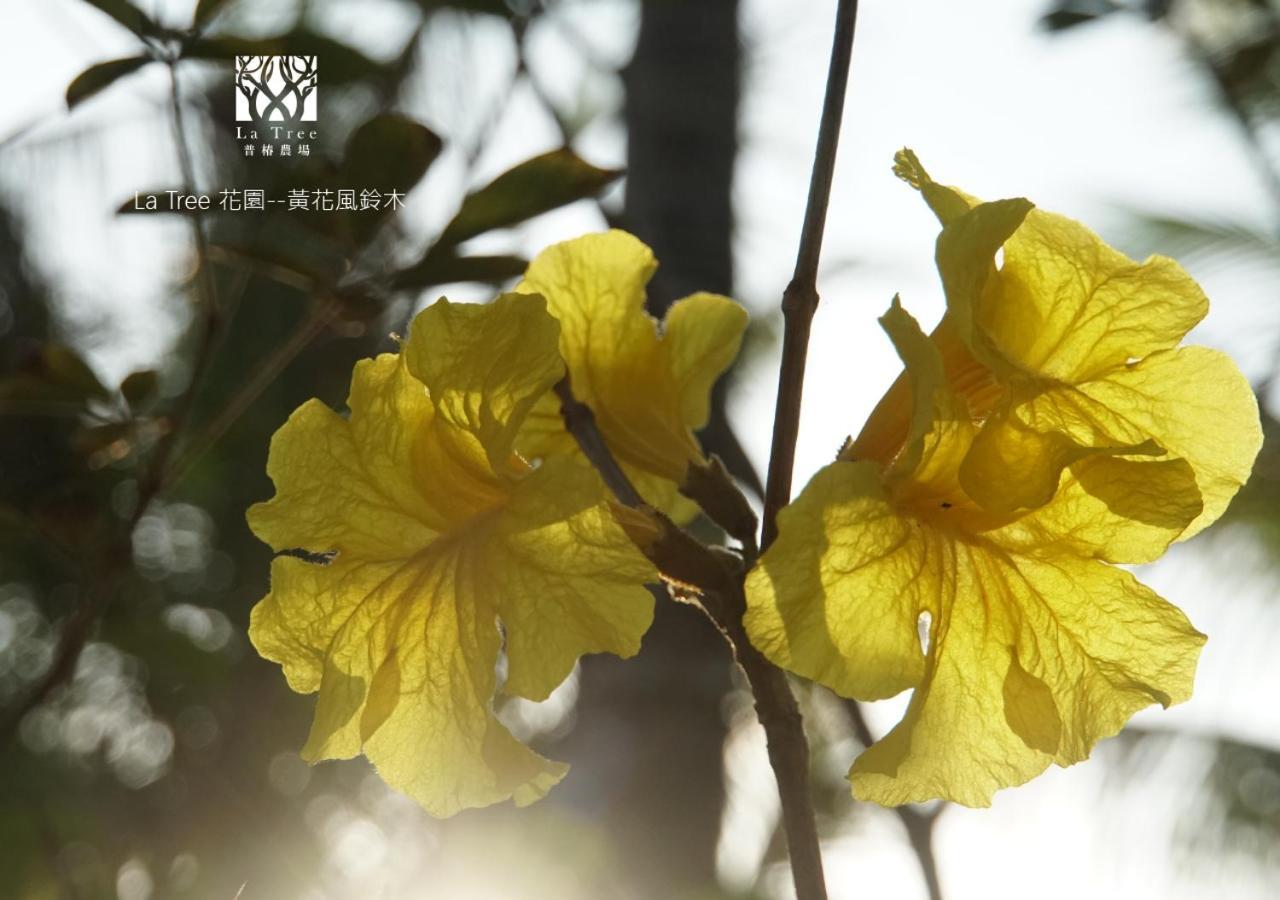 Апартаменты La Tree 普椿農場木子莊園 Тонхэ Экстерьер фото
