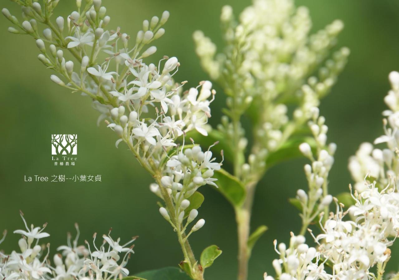 Апартаменты La Tree 普椿農場木子莊園 Тонхэ Экстерьер фото
